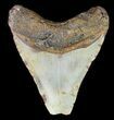 Bargain, Megalodon Tooth - North Carolina #47211-1